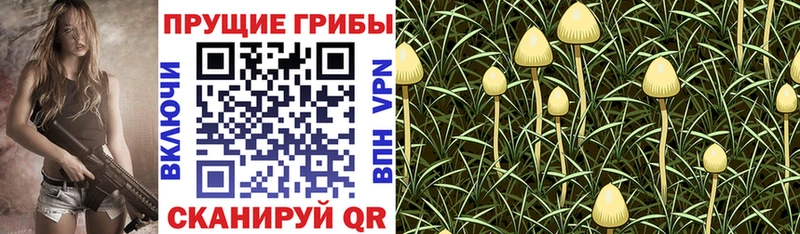 купить наркоту  Белокуриха  Галлюциногенные грибы прущие грибы 